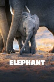 Elephant (2020) อัศจรรย์ชีวิตของช้าง[ซับไทย]